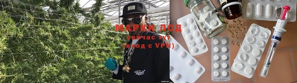 прущие грибы Елизово